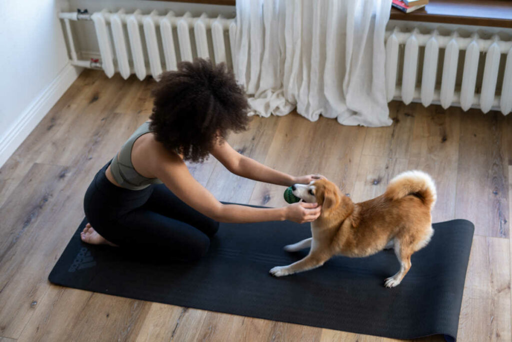 Animal Exercises Dog With Human