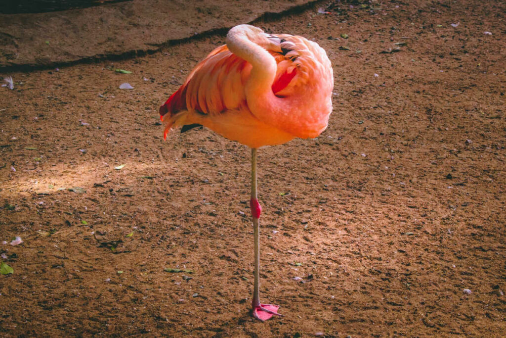 Animal Exercises Flamingo