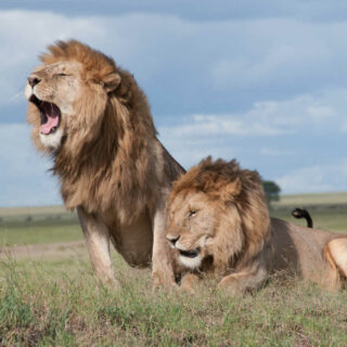 Animal Exercises Lion Yawning FEATURE