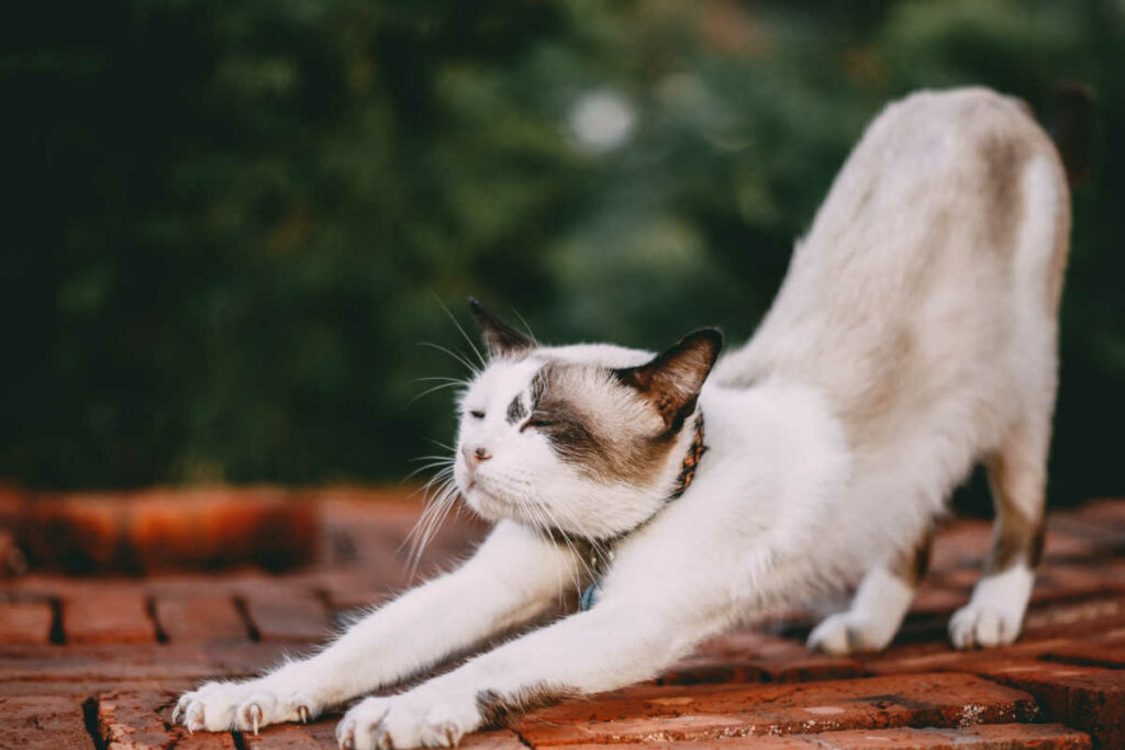 Animal Exercises Stretching Cat
