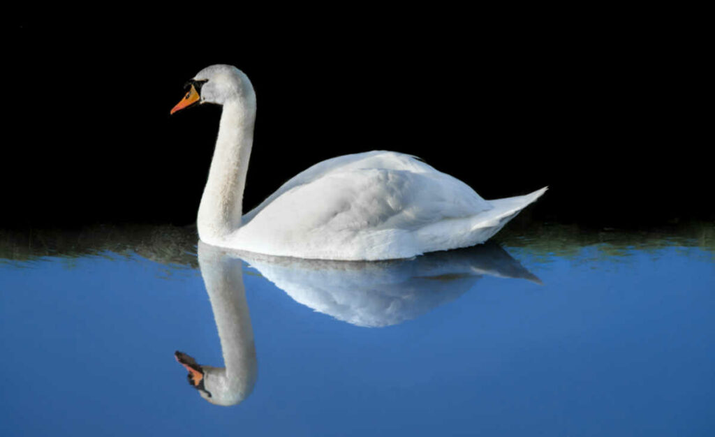 Animal Exercises Swan
