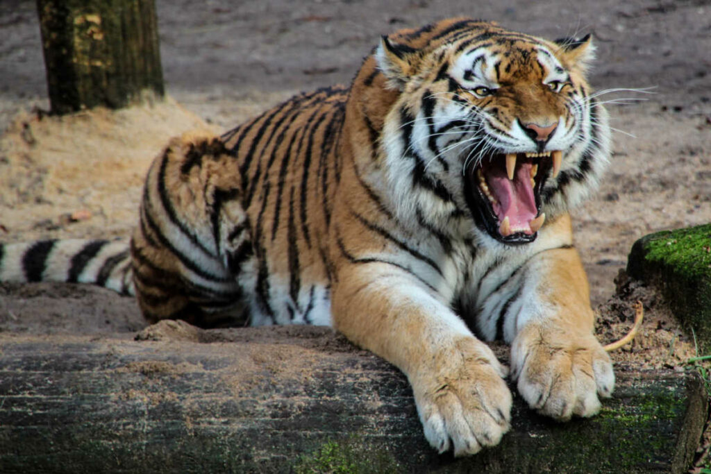 Animal Exercises Tiger